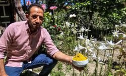 Akzambak çiçeği, sağlığa faydaları ve fiyatıyla dikkat çekiyor