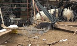 Hayvan pazarında facia! 8 yaralı, 20 kurbanlık hayvan telef oldu
