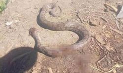 Türkiye’nin en zehirli yılanı son anda bastonla öldürüldü