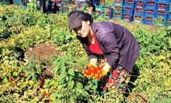 Türkoğlu'nda domates üretimi: İç piyasadan Avrupa'ya ihraç yolculuğu