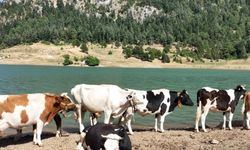 Kahramanmaraş'ta sıcaktan bunalan inekler gölete indiler