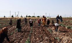 Kahramanmaraş'ta tarımda yeniden canlanma! İkinci ürünler tarlalara ekiliyor