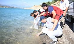 Kahramanmaraş'ta 916 bin yavru sazan doğaya salındı