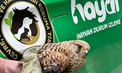 Kahramanmaraş'ta yaralı Kerkenez Kuşu koruma altına alındı
