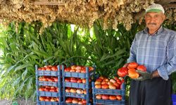 Kahramanmaraş'ta at ve katırlarla domates hasadı