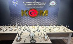 Kahramanmaraş'ta karaca ve geyik trofesi kaçakçılığı operasyonu