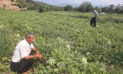 Kahramanmaraş'ta karpuz hasadı şoku: Kargalar tarlayı mahvetti