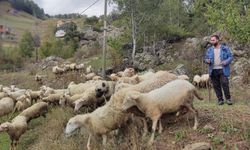 İki üniversite bitirip hayali kaymakamlık olan genç çobanlık yapmaya başladı