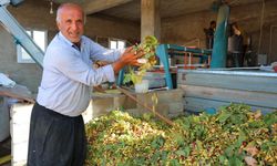 Kahramanmaraş’ın fıstık üretiminde büyük artış: 30 bin ton hasat bekleniyor