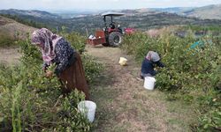 Faydası saymakla bitmiyor! Şimdi pazar arıyor