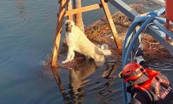 Kahramanmaraş’ta Sulama Kanalındaki Köpek Kurtarıldı