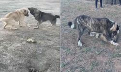 Kahramanmaraş’ta Köpekler Acımasızca Dövüştürüldü