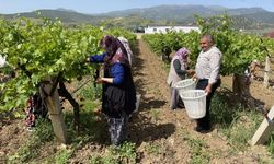 Yaprağı Meyvesinden Daha Çok Kazandırıyor