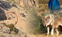Kahramanmaraş'ta ayı gören çoban kurt gibi uludu
