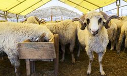 Kurbanlık Fiyatı Geçen Yıla Göre Yüzde 35 Arttı