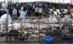 Kahramanmaraş’ta Kurbanlık Fiyatları Açıklandı: Kilo Kilo Ne Kadar?