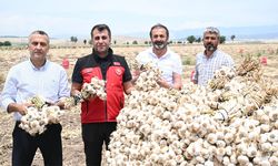 Pazarcık Sarımsağı Hasadı Üreticilerin Yüzünü Güldürdü