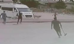 Sokak Köpekleri Çocuğa Saldırdı