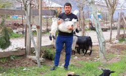 Kahramanmaraş’ta Cevizi Don Vurunca, Üreticileri Farklı Alanlara Yöneldi