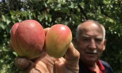 Altınla yarışıyor, tazesi 100 kurusu bin lira