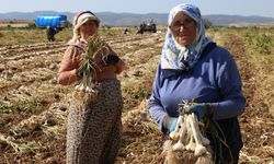 Kadın işçilerin kavurucu sıcakta zorlu Taşköprü sarımsağı mesaisi