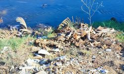 Adana’da dere yatağına yine at ve eşek kalıntıları atıldı: Mahalle sakinleri tepki gösterdi