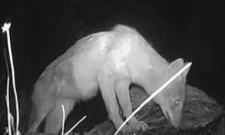 Kahramanmaraşlı doğa tutkunu genç fotokapanla yaban hayatını görüntülüyor