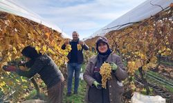 Yeni yıl üzümü 50 TL’den tezgâha iniyor: Adres sarıgöl