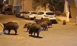 İzmir, sokaklarında domuz sürüleri ile doğal yaşam parkına döndü