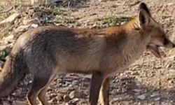 Kahramanmaraş’ta tilkiyle karşılaşma kamerada