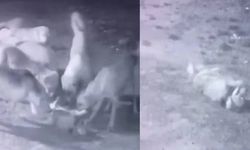 Bahçedeki sahipli köpeğe sokak köpekleri saldırdı! O anlar kamerada