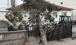 Bursa'da iiddetli lodos dehşeti! Dev çam ağacı okul bahçesinde devrildi