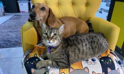 Sevimli kedi, arkadaşlık bağı kurduğu köpeği herkesten kıskanıyor