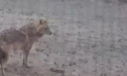 Kahramanmaraş'ta kurt mahalleye indi