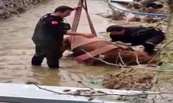 Sulama kanalına düşen inek için seferberlik