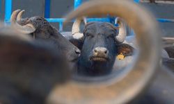 Türkiye'nin yeni manda ırkı 'Murana' süt verimini ikiye katladı