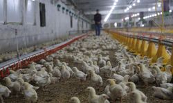 Devlet desteğiyle kurdu, yılda 360 ton üretime ulaştı