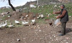 Sivas’ta firari kazlar mahallede gündem oldu