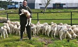 Kuzuların ilk buluşması izleyenleri gülümsetti