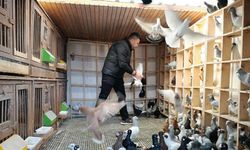 Kahramanmaraş'ta memurluğu bıraktı, güvercinlerden servet kazanıyor!