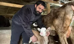 Buzağı ölümlerine karşı Artvin usulü çözüm: Eczaneden aldığı makine buzağılara nefes oldu!