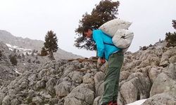 Kahramanmaraş'ta dağların altını! Çiriş otu kilosu 300 TL’ye dayandı