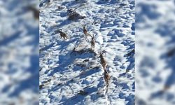 Kahramanmaraş'ta yaban keçileri görüntülendi