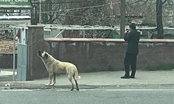 Kahramanmaraş'ta ezanla birlikte uluyan köpek dikkat çekti