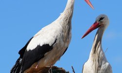 Rüzgar ve Nergis yine geldi! 4 yıldır değişmeyen yuva