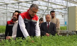 Senede 6 kez hasat edilecek! Samsun'da 'para basan' sistem!