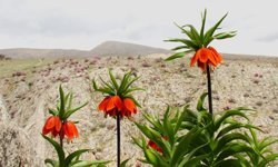 Kahramanmaraş'ta ters laleler açtı! Koparana 700 bin TL ceza