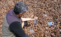 Kahramanmaraş’ta kızılçam tohumları sahaya hazırlanıyor