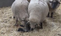 Bir kuzuya iki Anne çıkınca çiftlik karıştı