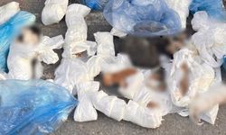 İzmir’de çöp konteynerinde poşetler içinde 33 ölü kedi bulundu